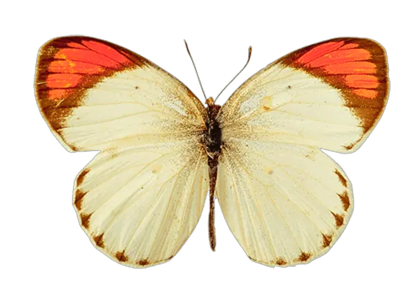 Png Butterfly Hd