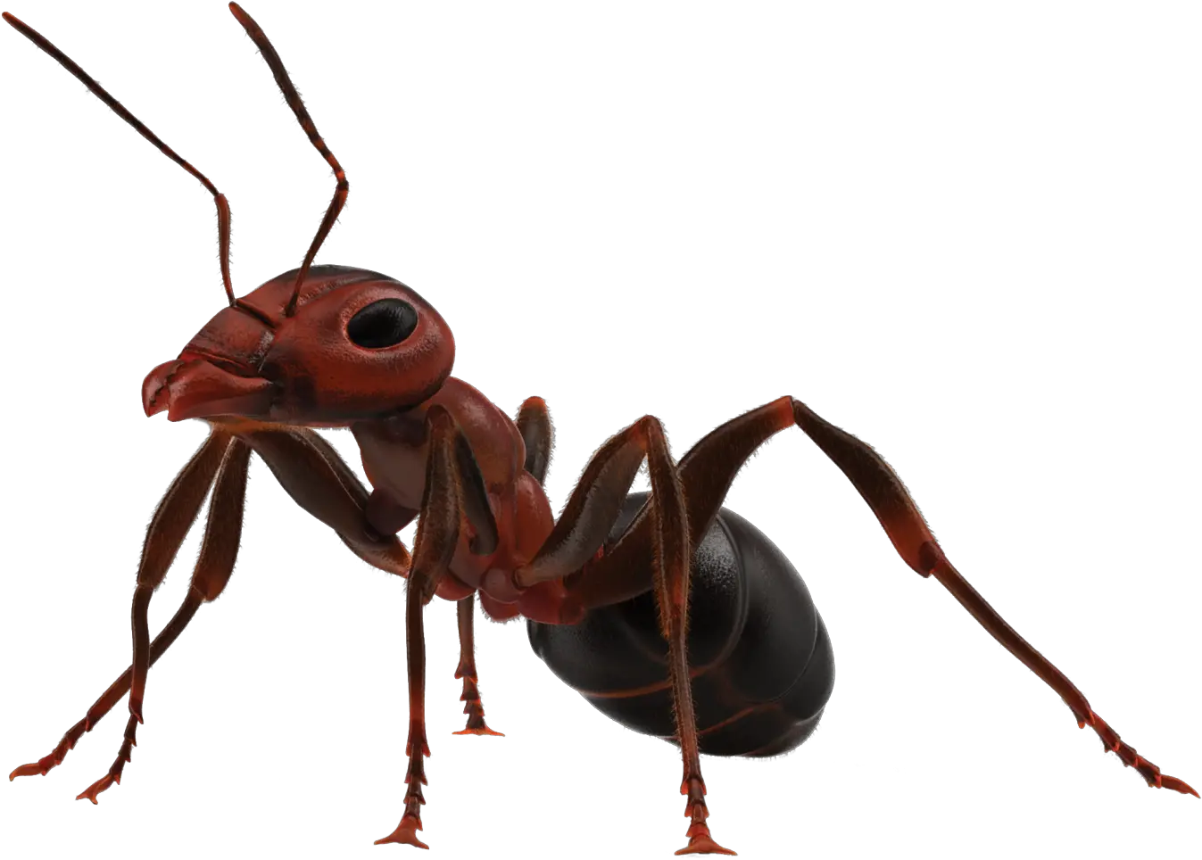 Ant Insects Quiz Brown Marmorated Stink Bug Trivia Insect Ant Transparent Background Png Ant Png