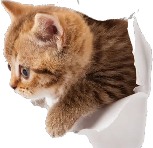 Png Transparent Images Cat Png In Wall Kitten Png