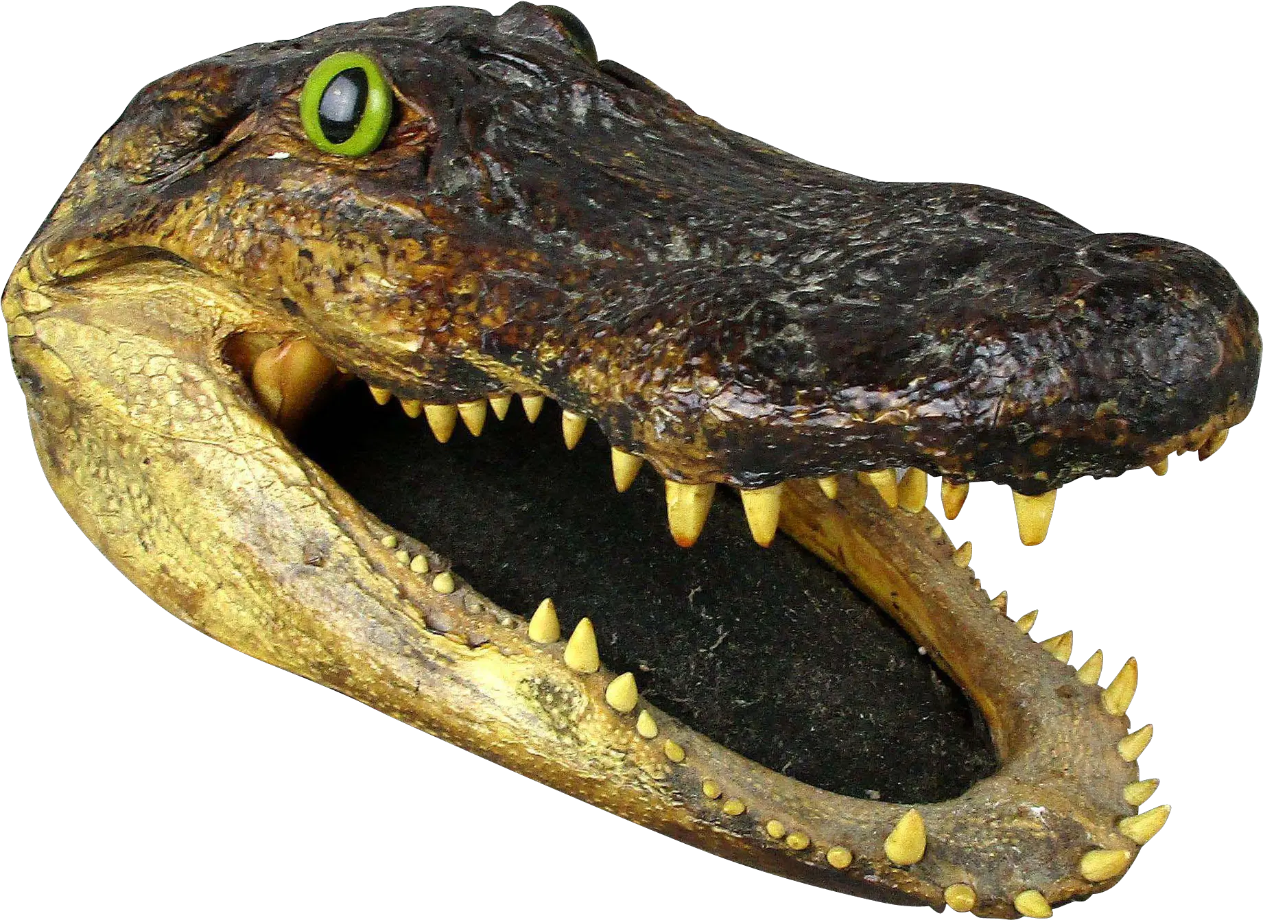 Gator Alligator Head Transparent U0026 Png Clipart Free Download Alligator Head Png Gator Png