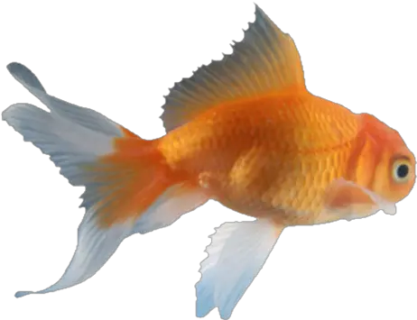 White Download Snegy S Theme Kaneki Gold Fish Png Goldfish Png