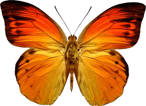 Butterfly Picture Png