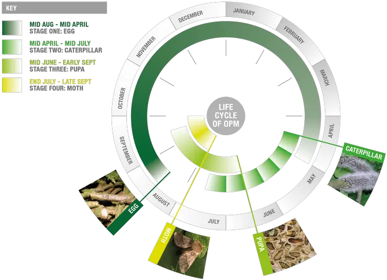 Moth Png Late July To September Circle 5098530 Vippng Vertical September Png