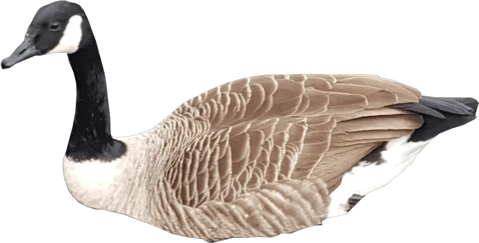 Canadian Goose Swimming No Background Canadian Goose Transparent Background Png Swimming Png