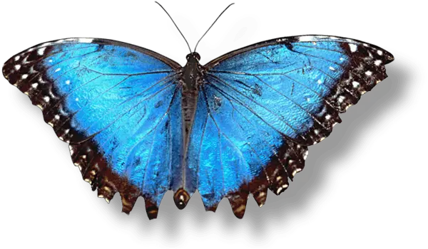 Butterfly Png Images Download