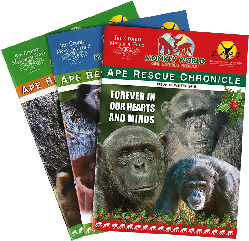 Ape Rescue Chronicle Monkey World Monkey Png Ape Png