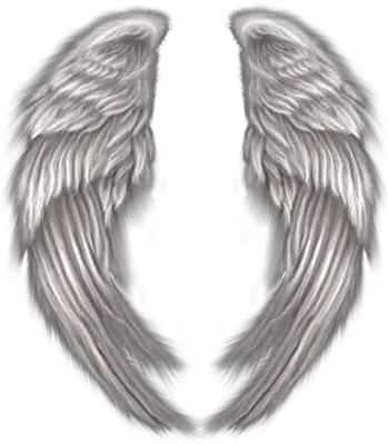 Free Angel Wings Psd Vector Graphic Vectorhqcom Angel Wings Wrapped Around Png Black Angel Wings Png