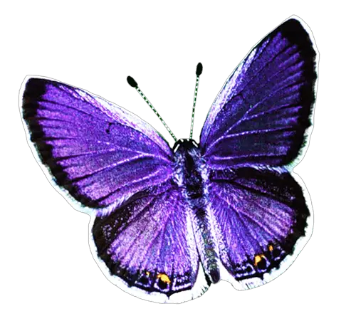 Butterfly Png Blue
