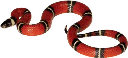 Milk Snake Serpiente Roja Png Snake Transparent