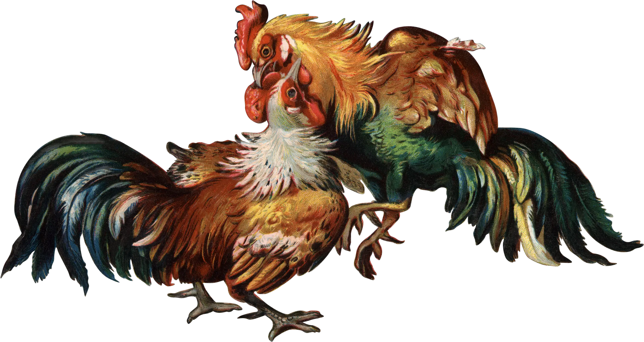 Cockfight Rooster Clip Art Cock Png Do 1391652 Png Cock Fight Png Rooster Png