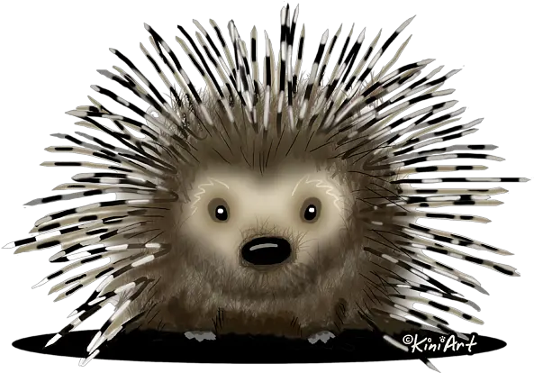 Download Bleed Area May Not Be Visible Domesticated Hedgehog Png Porcupine Png