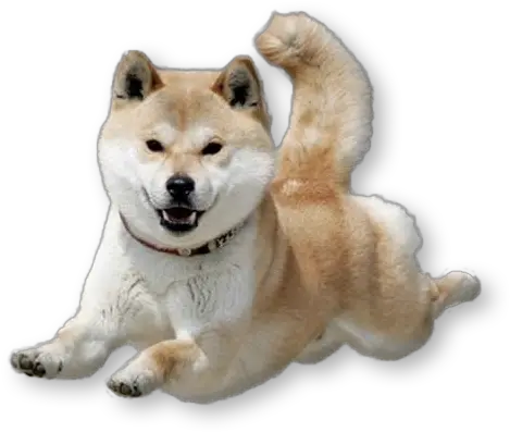 Dancing Doge Png Vector Freeuse Library Shiba Dog Transparent Doge Png