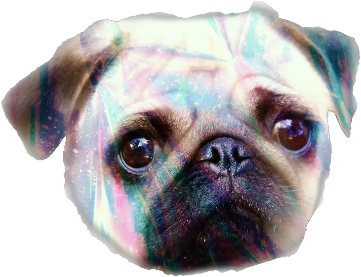 Pugs Png Dog Breed Pug Transparent Background