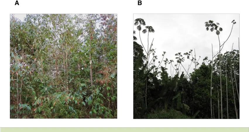 Second Growth Stands In Central Amazonia Are Dominated By Cyrilla Png Jungle Plants Png