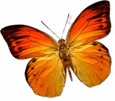Vector Butterfly Png