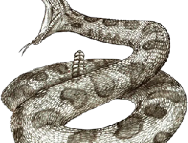 Png Transparent Images Rattlesnake Poses Drawing Rattlesnake Png