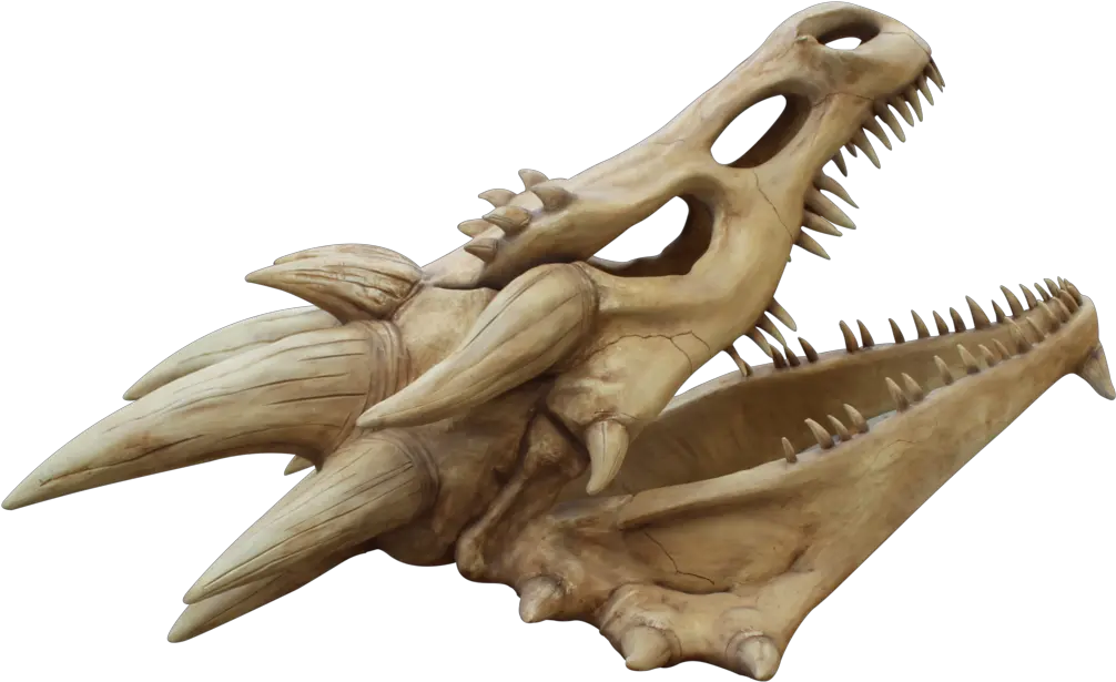 Dragon Skull Png Transparent Collections Dragon Skull Png Skeleton Png Transparent