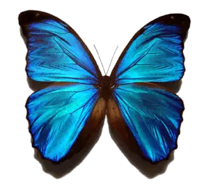 Red Butterfly Png