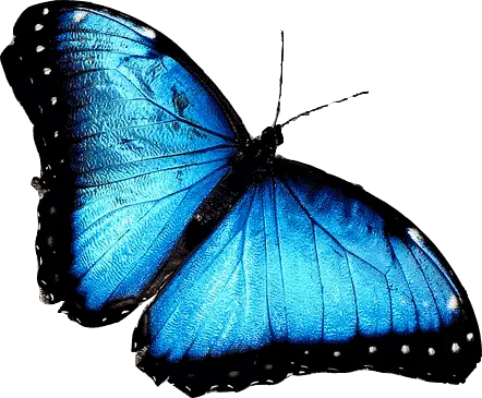 Butterfly Hd Png