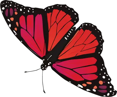 Butterfly Png Transparent