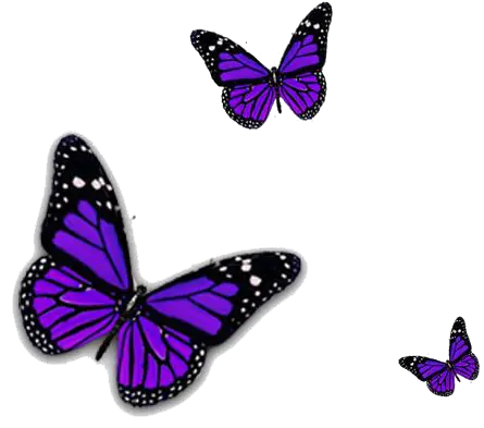 Butterfly Png