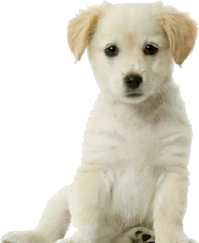 Transparent Background Free Puppy With White Background Png Puppy Transparent Background