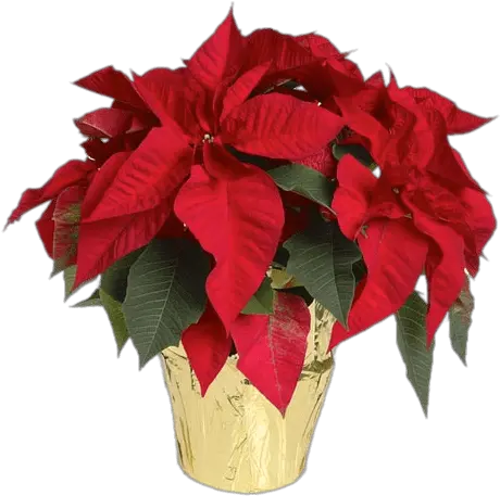 Poinsettias In Yellow Wrapped Pot Christmas Flower Png Poinsettia Transparent Background