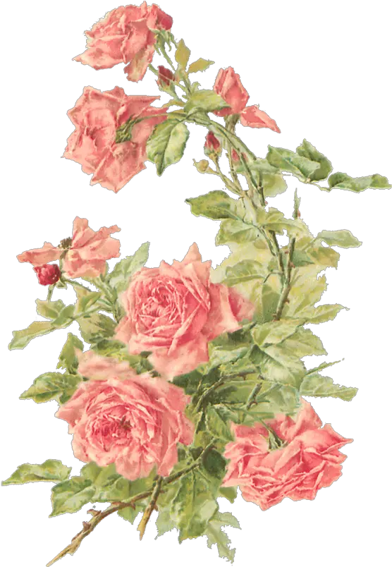 Catherine Klein U2013 Peach Roses Digital Elements Wings Of Whimsy Vintage Flowers Transparent Background Png Peach Transparent Background