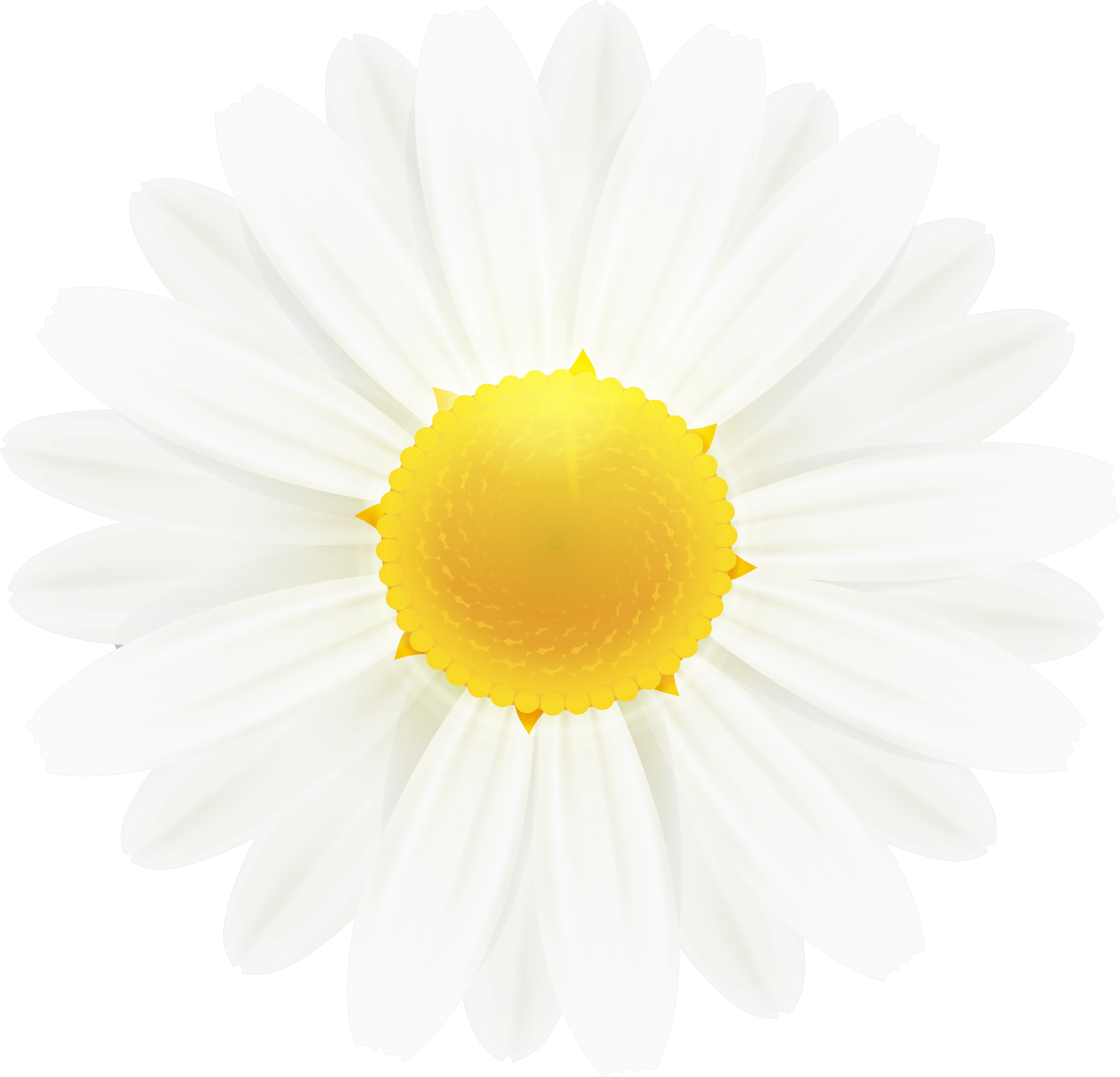 Download Free Png White Daisy Flower Clipart Image Gallery Flowers