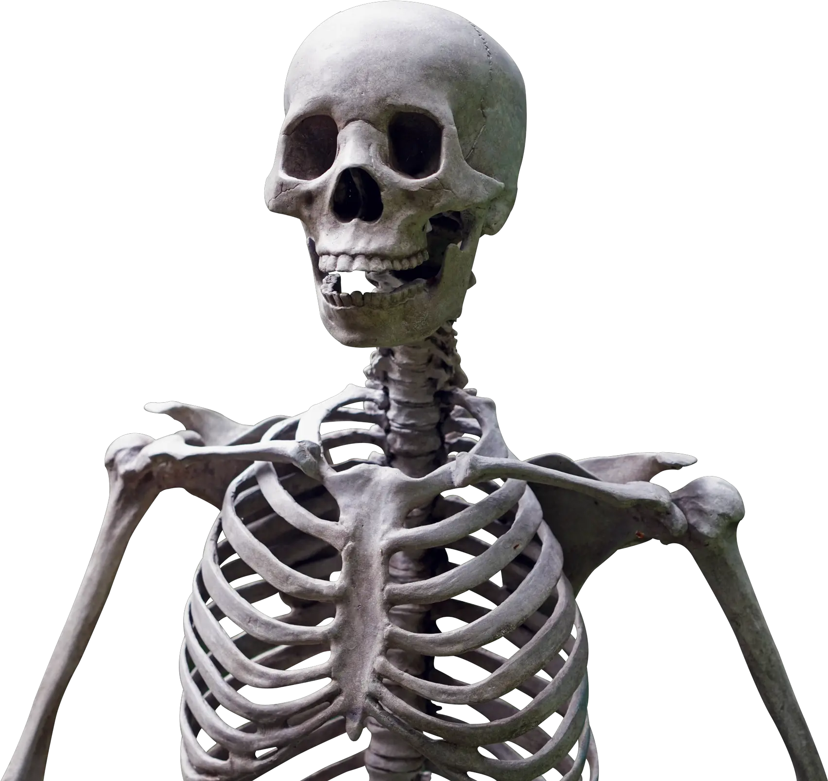 Skeleton Png Skeleton Png Skeleton Png Transparent