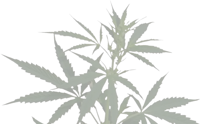 Seeds For Me U2013 Us Cannabis Seed Bank Serious Transparent Png Marijuana Plant Marijuana Bud Icon