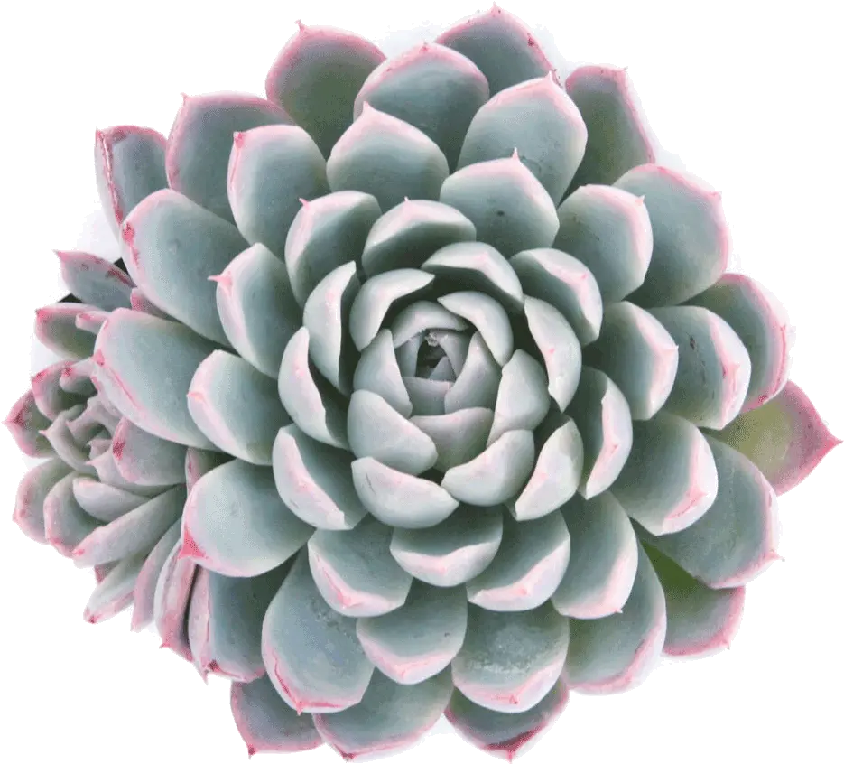 Echeveria U0027violet Queenu0027 Succulents Purple Succulent Plant Png Succulent Transparent Background