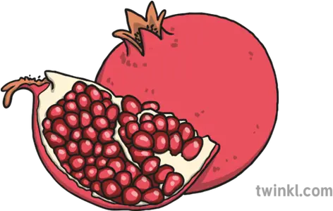 Pomegranate Illustration Twinkl Illustration Png Pomegranate Png