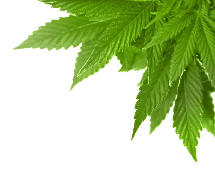 Download Real Marijuana Leaf Png Full Size Png Image Pngkit Marijuana Leaf Png Pot Leaf Transparent Background