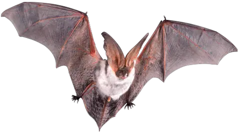 Bat Png Images Bat Open Wings Bat Png