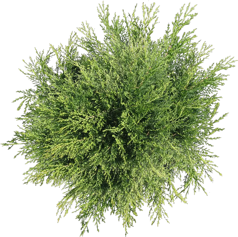 Download Plant Top Tree Shrub View Free Png Hd Plants Top View Png Shrub Transparent Background