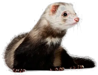 Ferret Png High High Quality Ferret Ferret Png