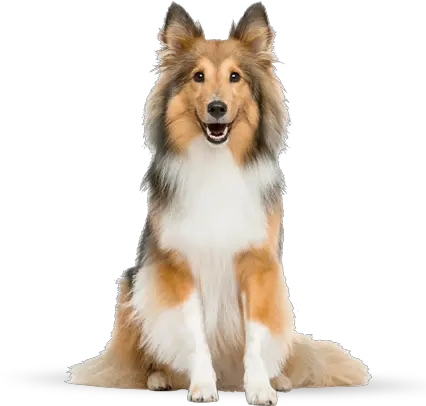 Dog Png Image Beautiful Dogs Collie Dog Png Dog Png