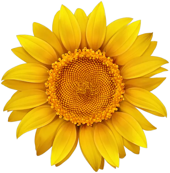 Bouquet Sunflowers Png