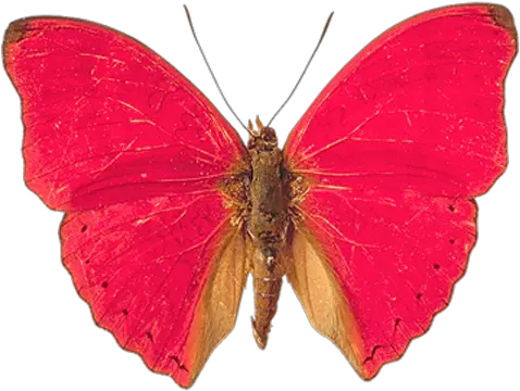 Pink Butterfly Png Image Butterflies Real Pink Butterfly Species Moth Png