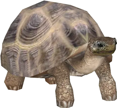 Tortoise Png Transparent Images 6 Tortoise Transparent Background Tortoise Png