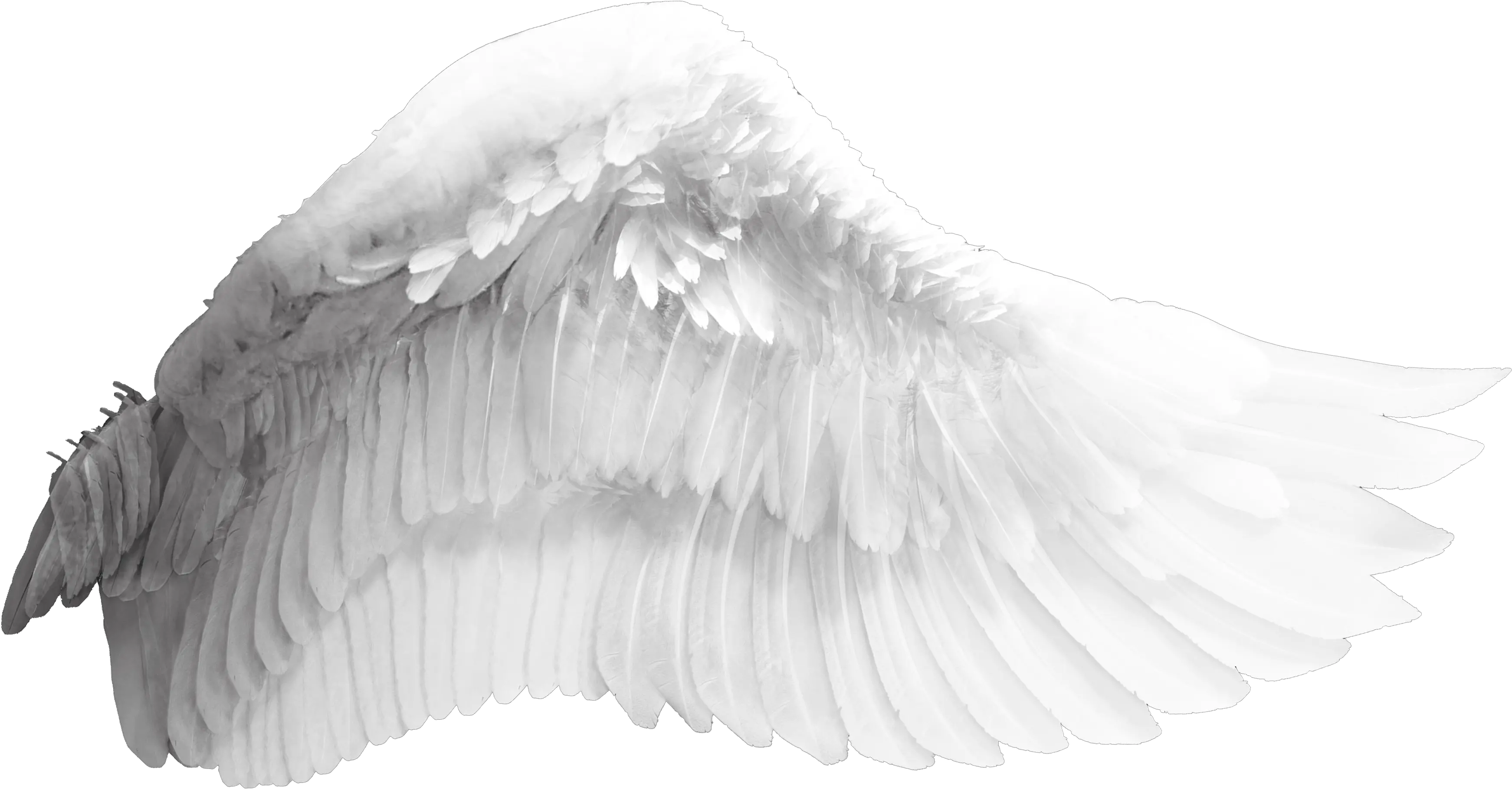 Wing Download Bird Transparent Background Angel Wings Png Wing Png