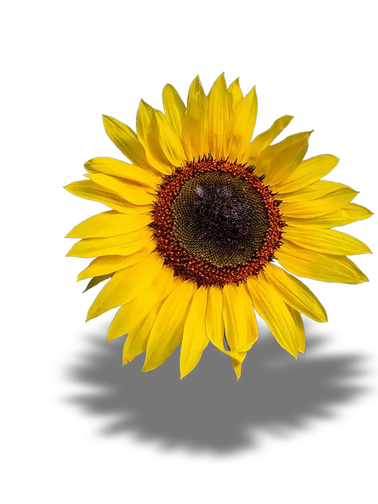 Boho Sunflower Png