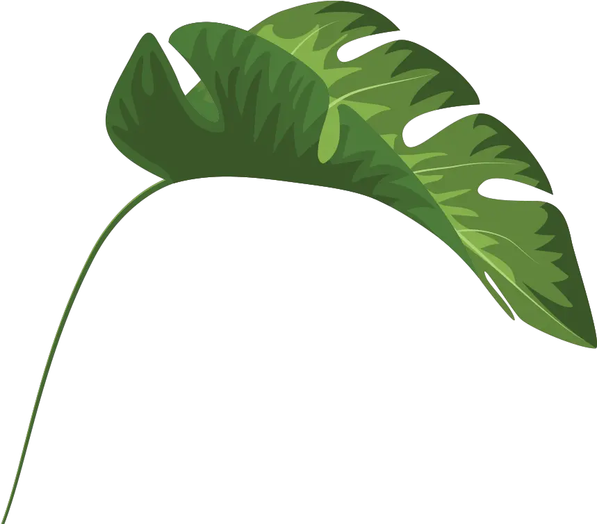 Tropical Leaves Palm Banana Monstera Mugs Clipart Full Tropical Leaf Clipart Transparent Png Tropical Leaf Png