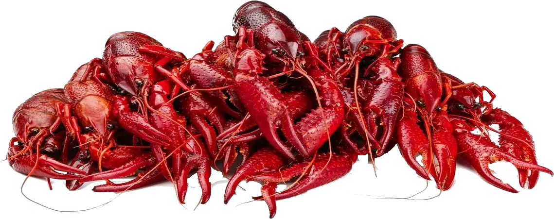 Crawfish Png Free Images Crawfish Png Crawfish Png