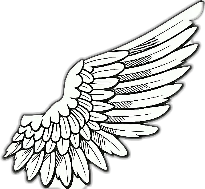 Right Wing Png Wing Drawing 5141661 Vippng Transparent Background Angel Wings Png Clipart Angle Wings Png