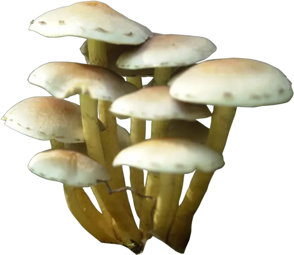 Download Mushroom Png Transparent Mushroom Png Mushroom Png