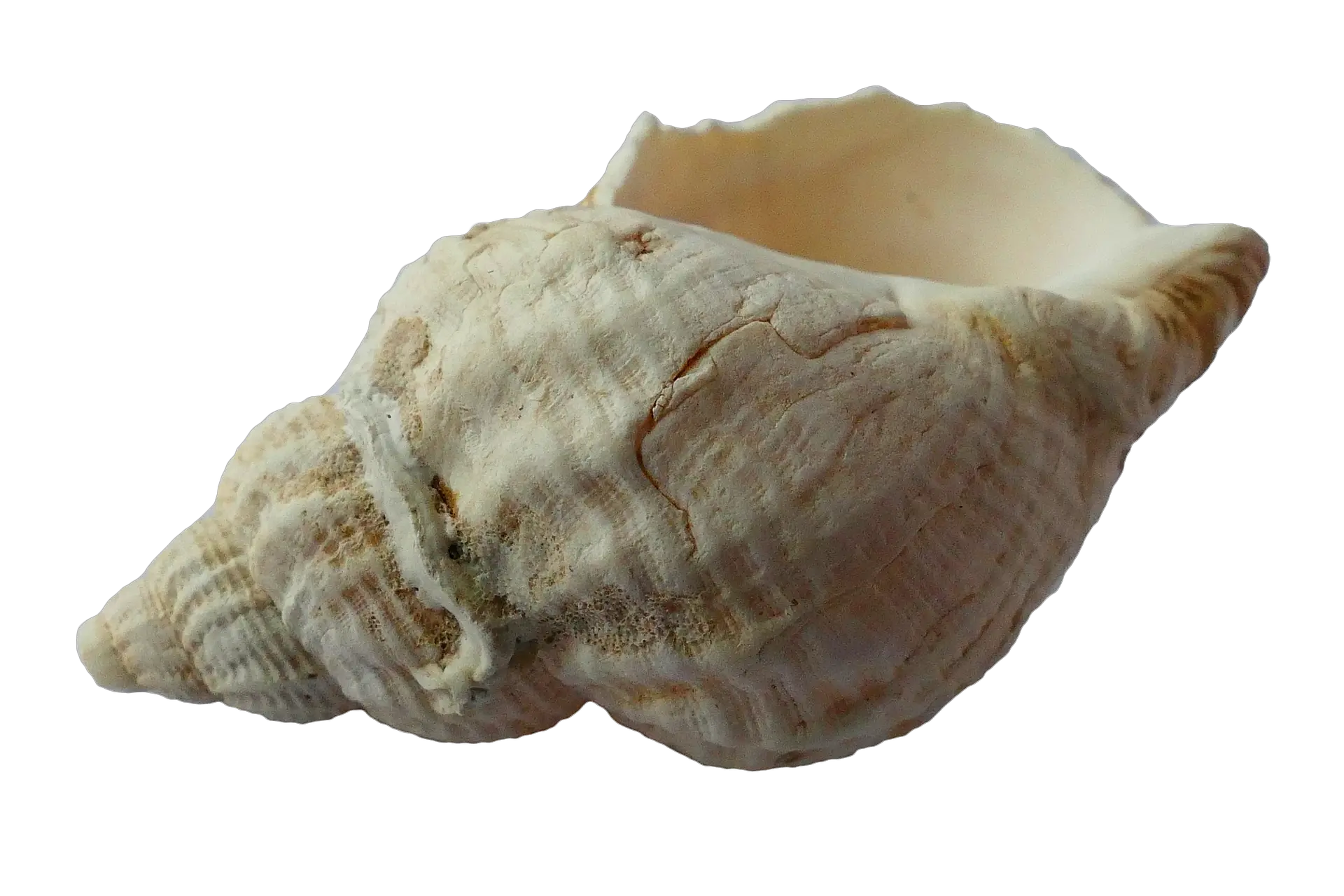 Png Hd Transparent Clam Conch Shell Shell Png