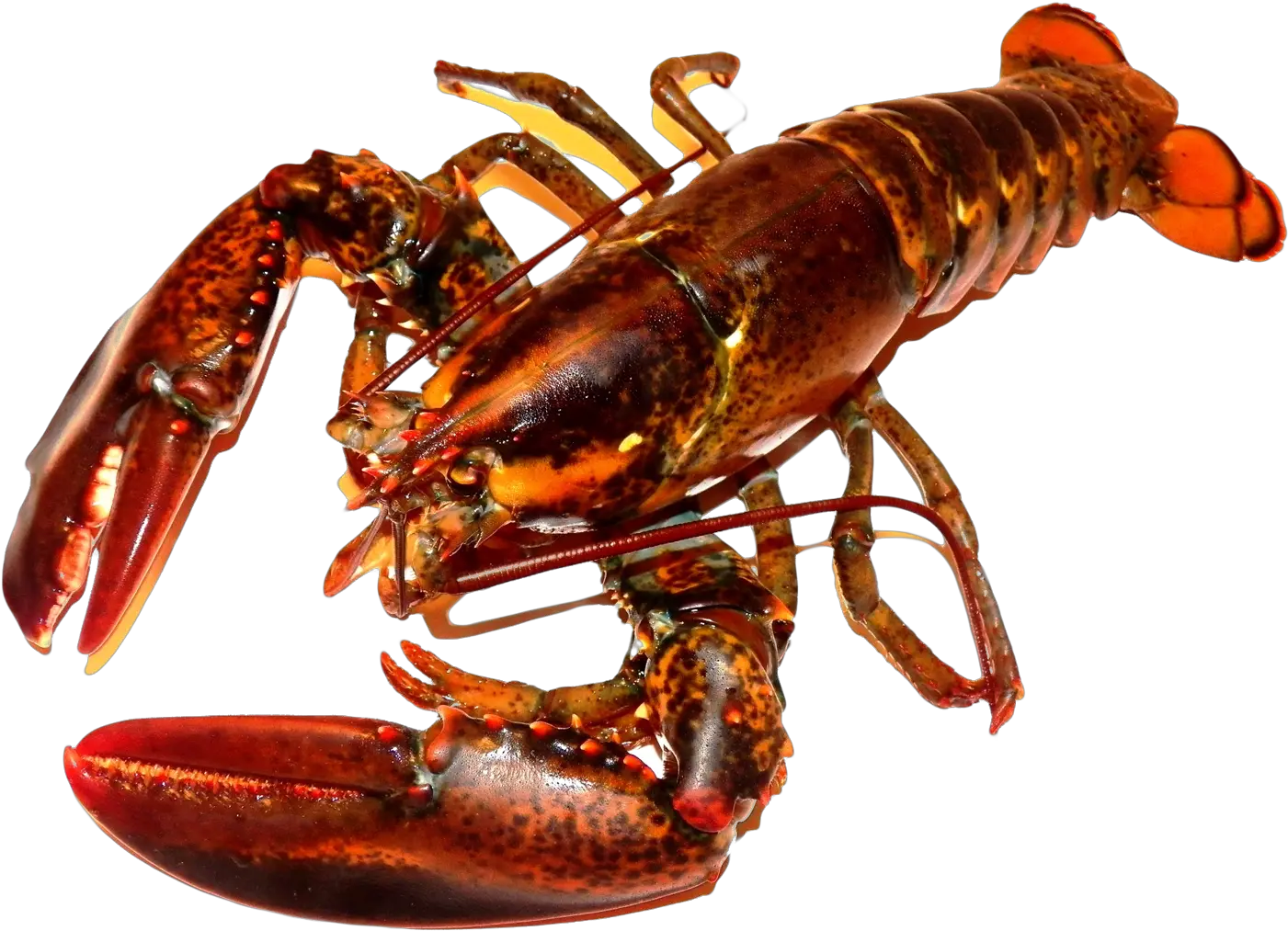 Lobster Png Transparent Image Crayfish Png Lobster Png