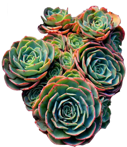 Red Green Pattern Png Transparent Transparent Image Of Succulent Succulent Transparent Background